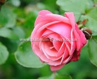 Single Pink Valentines Day Rose