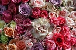 Beautiful Mixed Valentines Day Roses