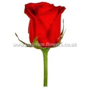 Single Red Rose For Valentines Day