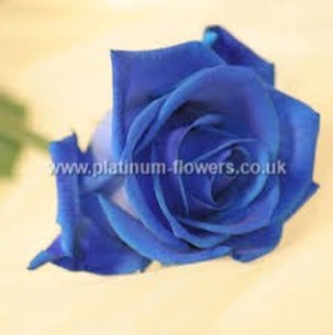 Blue Valentines Day Roses